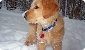 Pensive Puppy (North Carolina)