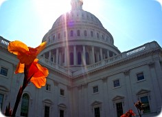 Flowers at the Capitol Building (Washington D.C.)